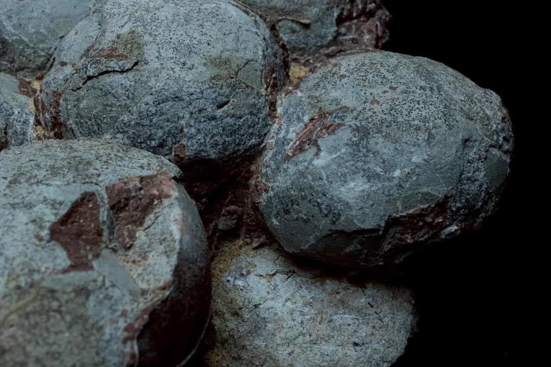 Nido de huevos de hadrosaurio fósil