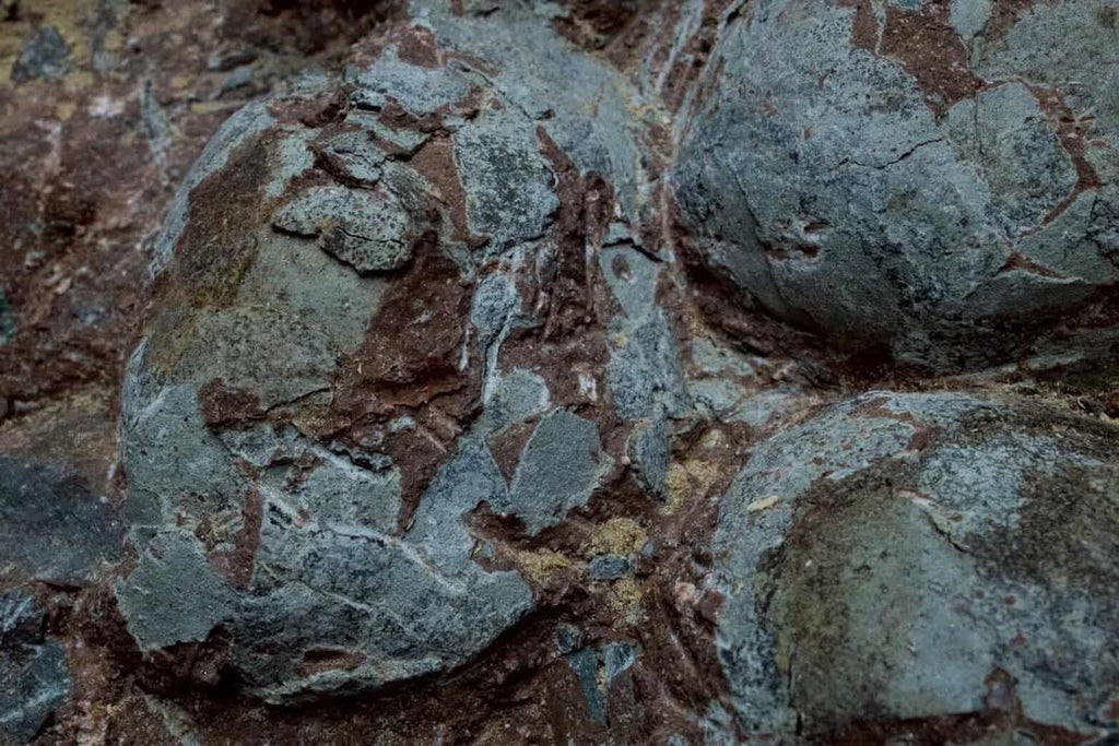 Nido de huevos de hadrosaurio fósil