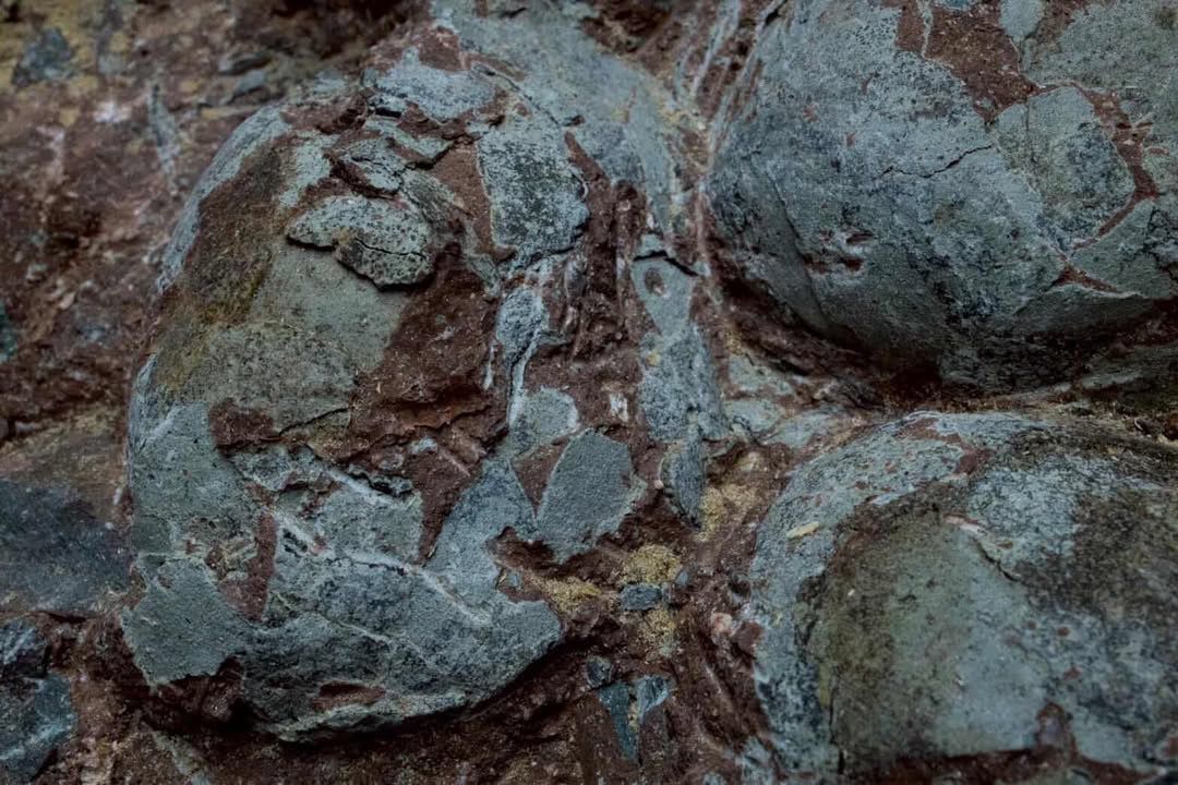 Nido de huevos de hadrosaurio fósil