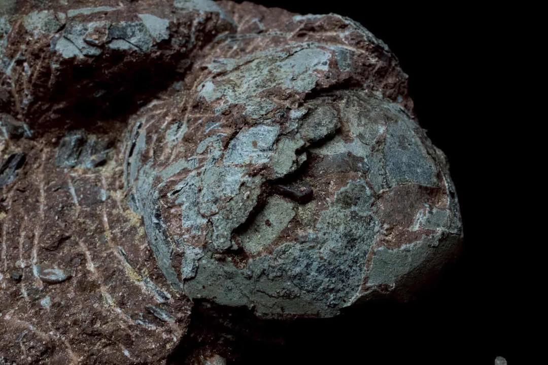 Nido de huevos de hadrosaurio fósil