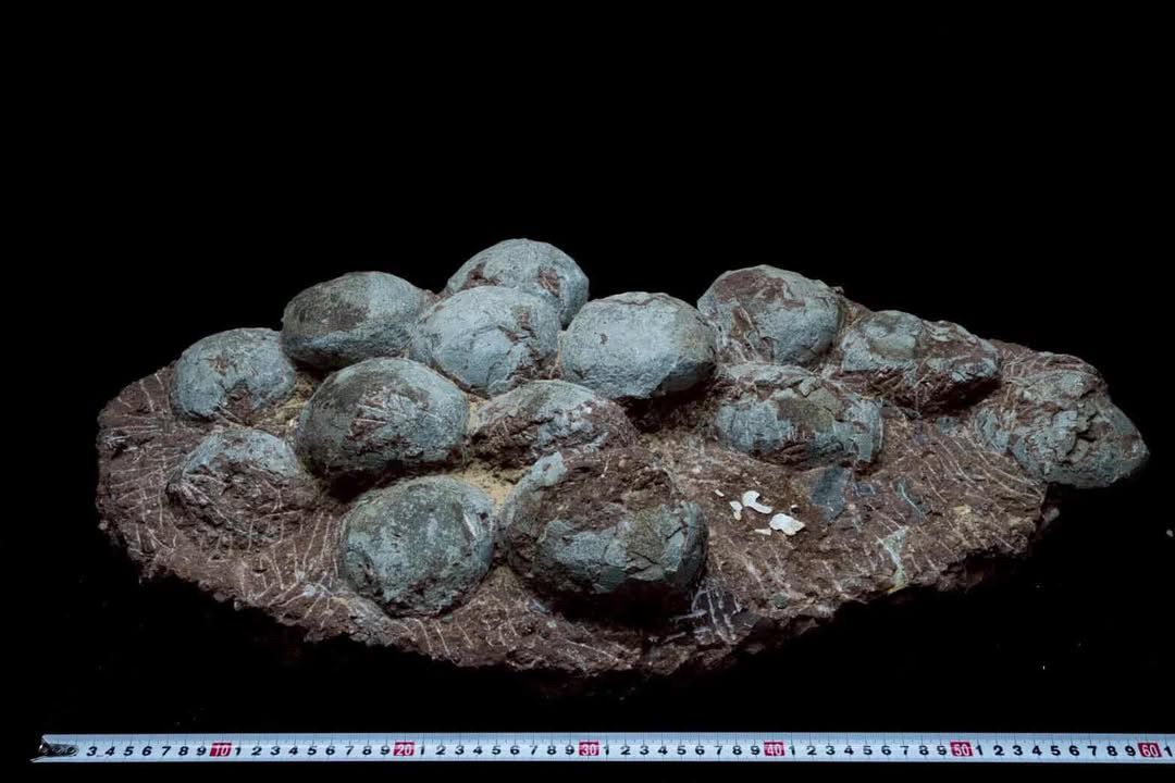 Nido de huevos de hadrosaurio fósil