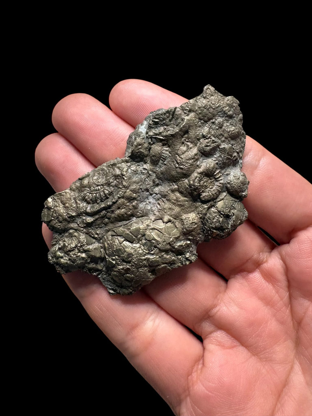 Multi ammonite piritizada