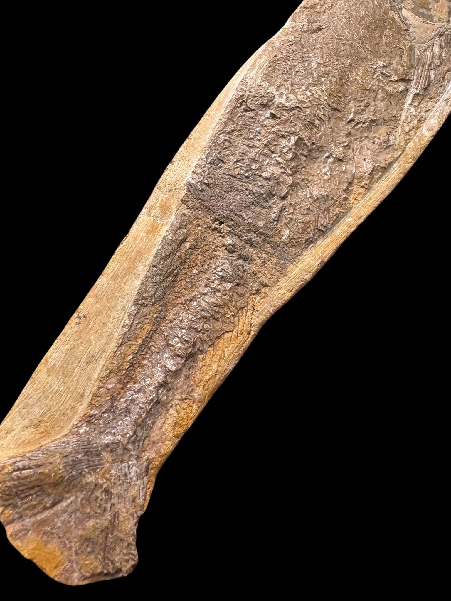 Fósil de Pez en Nódulo