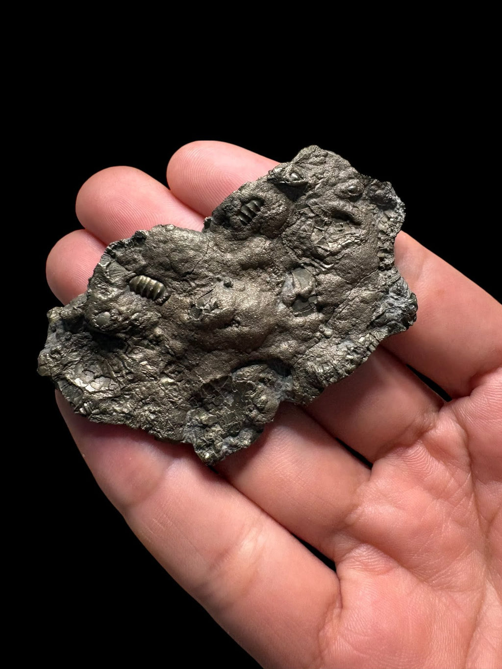Multi ammonite piritizada