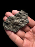 Multi ammonite piritizada