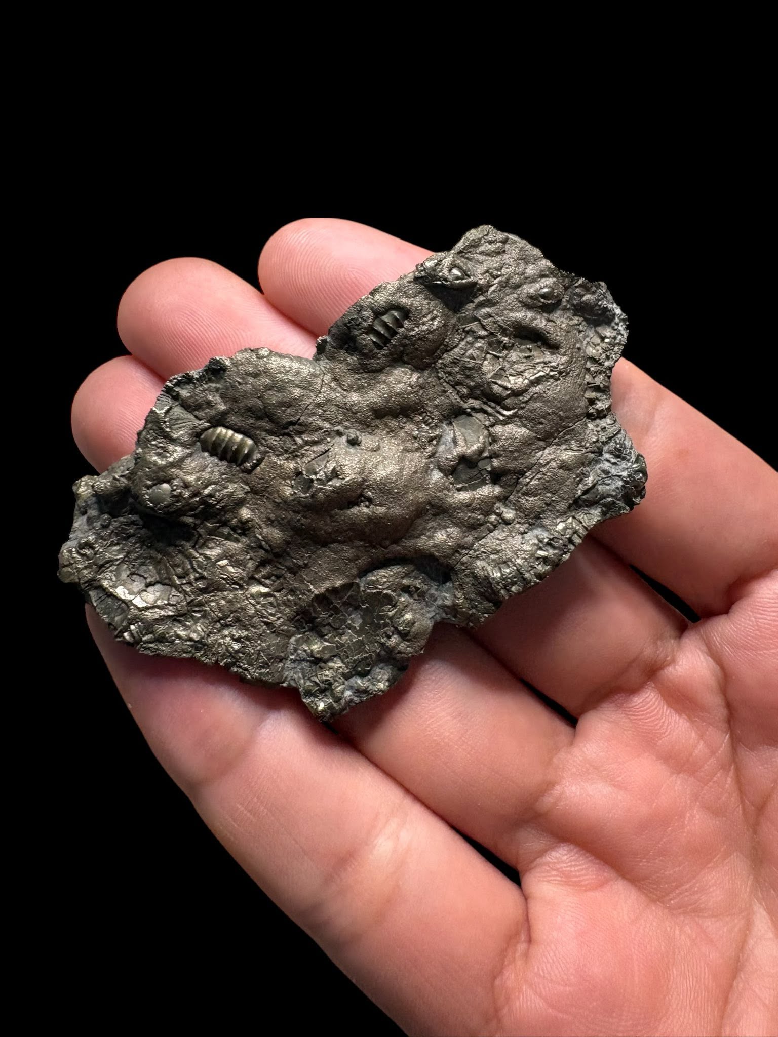 Multi ammonite piritizada