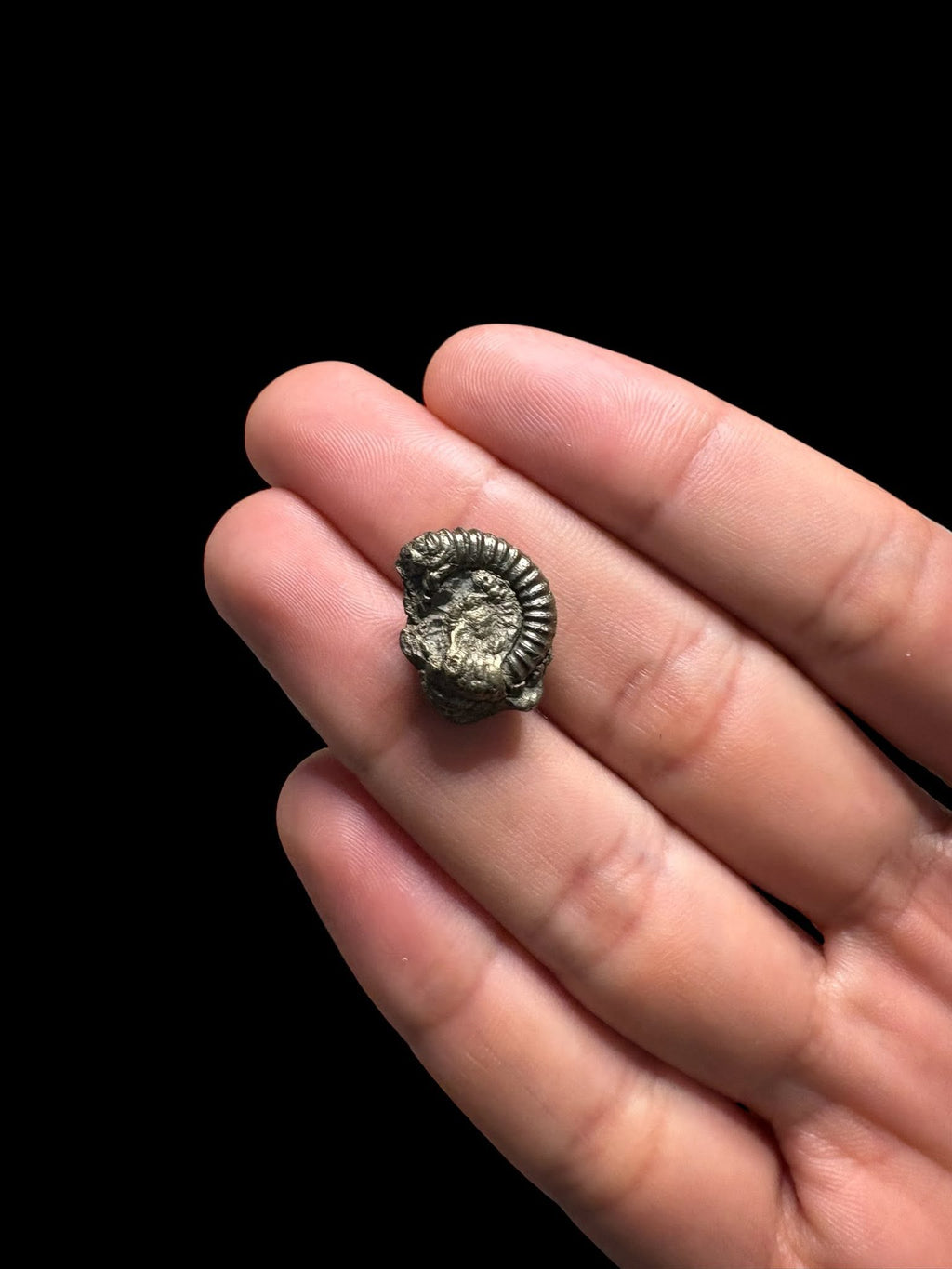 Ammonite piritizada