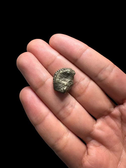 Ammonite piritizada
