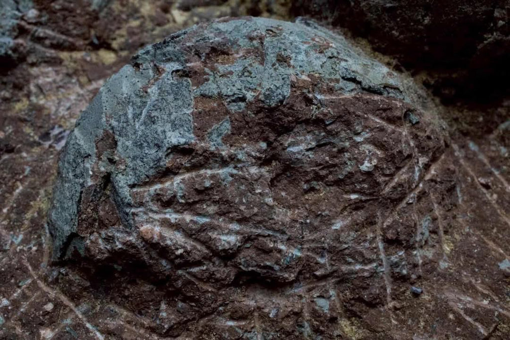 Nido de huevos de hadrosaurio fósil