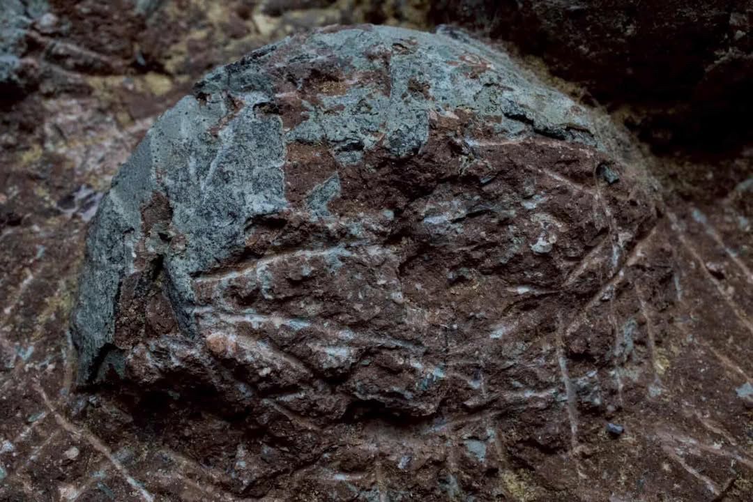 Nido de huevos de hadrosaurio fósil