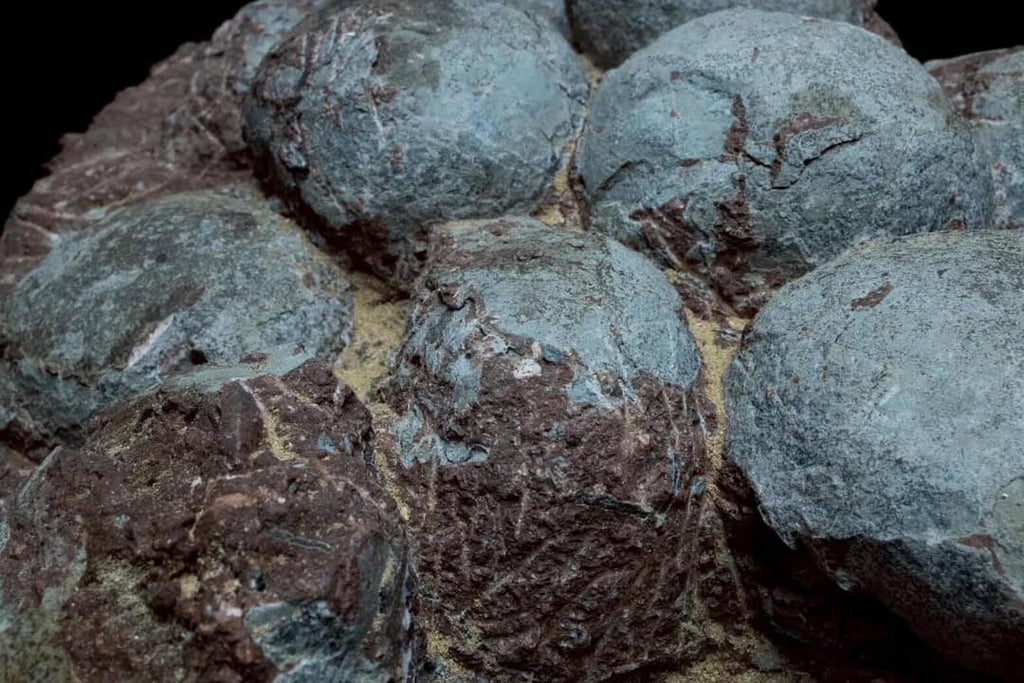 Nido de huevos de hadrosaurio fósil