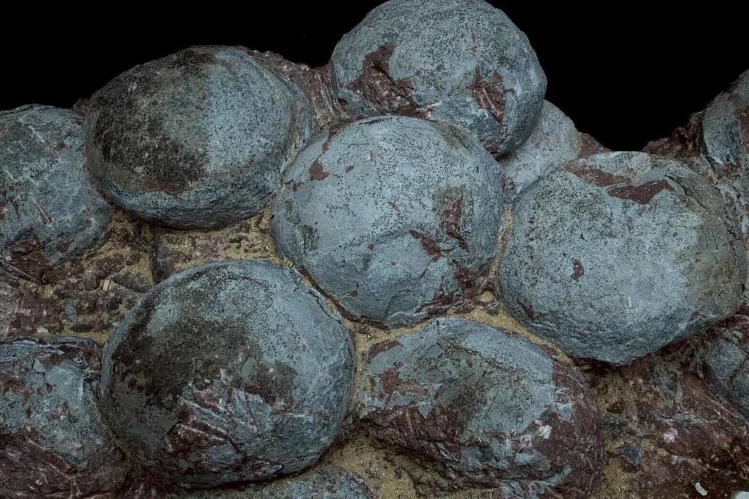 Nido de huevos de hadrosaurio fósil